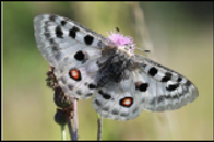 Apollo butterfly